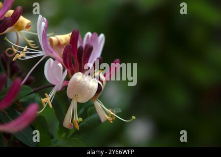 Gros plan de fleurs de chèvrefeuille (Lonicera periclymenum 'Rhubarb and Custard') Banque D'Images