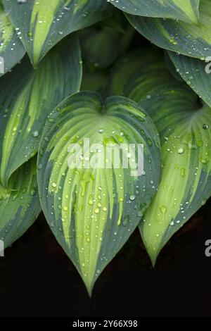 Gros plan du feuillage du lis plantain (Hosta 'June') Banque D'Images