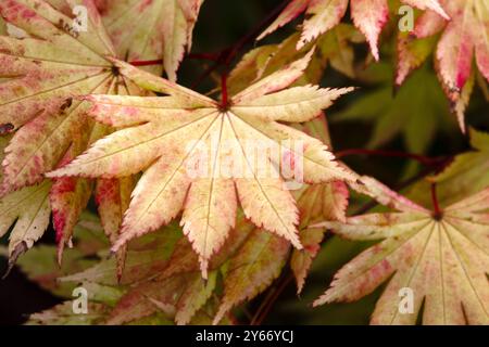 Gros plan des feuilles d'Acer shirasawanum 'Autumn Moon' dans un jardin en automne Banque D'Images