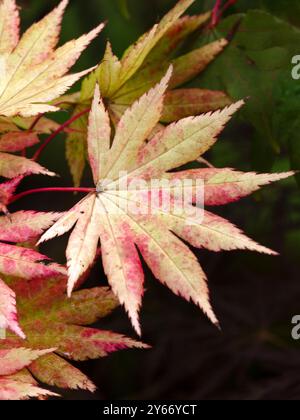 Gros plan des feuilles d'Acer shirasawanum 'Autumn Moon' dans un jardin en automne Banque D'Images