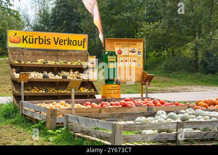 Dasing, Bavière, Allemagne - 23 septembre 2024 : un stand rustique présente la récolte de citrouilles sous différentes formes, tailles et variétés. Au-dessus du stand est accrochée une grande bannière jaune accrocheuse avec l'inscription : vente de citrouille *** Ein rustikaler stand präsentiert die Kürbis-Ernte in verschiedenen Formen, Größen und Sorten. über dem stand hängt ein Großer, auffälliger gelber Banner mit der Aufschrift : Kürbis Verkauf Banque D'Images