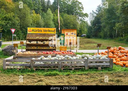 Dasing, Bavière, Allemagne - 23 septembre 2024 : un stand rustique présente la récolte de citrouilles sous différentes formes, tailles et variétés. Au-dessus du stand est accrochée une grande bannière jaune accrocheuse avec l'inscription : vente de citrouille *** Ein rustikaler stand präsentiert die Kürbis-Ernte in verschiedenen Formen, Größen und Sorten. über dem stand hängt ein Großer, auffälliger gelber Banner mit der Aufschrift : Kürbis Verkauf Banque D'Images