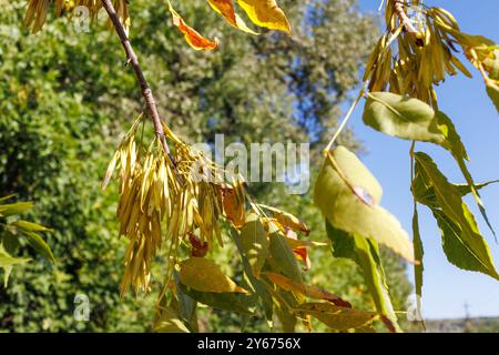 Feuilles d'automne et graines de frêne. Gros plan d'une branche de frêne avec des gousses de graines jaunes dorées suspendues contre des feuilles vertes et un ciel bleu clair. Banque D'Images