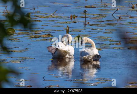 Cygnes trompettistes se préparant un matin de septembre dans le nord du Wisconsin. Banque D'Images