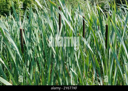 Roseaux, roseaux et roseaux près d'un étang dans un magnifique parc verdoyant. Fièvre typhoïde. Paruline, grande Paruline, roseau. queue typha latifolia Banque D'Images