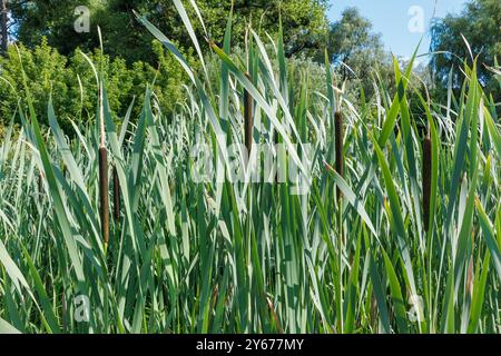 Roseaux, roseaux et roseaux près d'un étang dans un magnifique parc verdoyant. Fièvre typhoïde. Paruline, grande Paruline, roseau. queue typha latifolia Banque D'Images