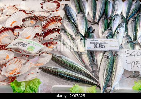 Maquereau frais et Caposanti (coquilles Saint-Jacques) en vente au marché aux poissons Rialto dans le sestiere San Polo de Venise, Italie Banque D'Images