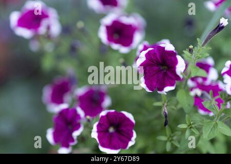 Fleurs de jardin violettes et blanches vives parmi les feuilles vertes le jour d'été. Pétunia de jardin, hybride surfinia, fleurs en forme de trompette, famille des Solanaceae, foyer sélectif. Photo de haute qualité Banque D'Images