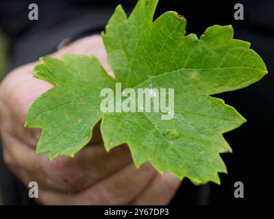 Le vigneron inspecte soigneusement une grande feuille de vigne verte dans sa main, vérifiant la maladie ou la maturité, mettant en évidence le lien entre la nature et le bourdonnement Banque D'Images