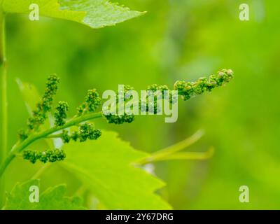 Les bourgeons verts émergents sur la vigne dans le vignoble promettent une récolte abondante. Une nouvelle croissance vibrante met en valeur la beauté de la nature en vue rapprochée de la plante develo Banque D'Images