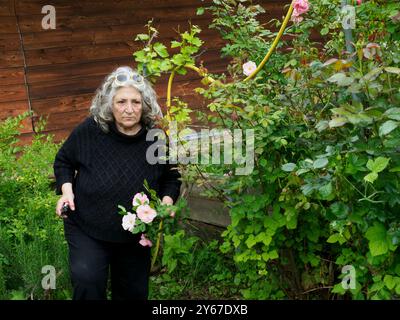 Femme âgée heureuse jardinant paisiblement dans sa cour par une journée ensoleillée, entourée de roses roses qu'elle vient de couper, capturant un style de vie senior épanouissant Banque D'Images