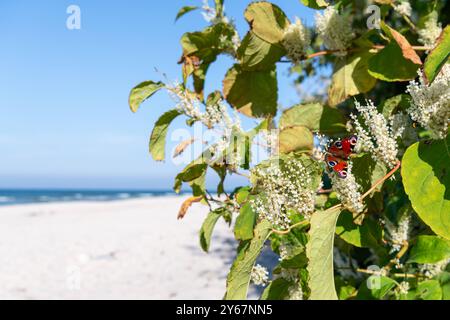 Der Japanische Staudenknöterich invasive Art blüht Mitte September und zieht Insekten an Tagpfauenauge, Falter Strand am Bakenberg im Nordwesten der Insel Rügen auf der Halbinsel Wittow in Mecklenburg-Vorpommern im September 2024, Die sonne scheint, der Strand ist leer. 22.09.2024 Halbinsel Wittow *** L'espèce envahissante japonaise de nouilles fleurit à la mi-septembre et attire les insectes Peacock Butterfly Beach à Bakenberg au nord-ouest de l'île de Rügen sur la péninsule de Wittow en Mecklembourg-Poméranie occidentale en septembre 2024, le soleil brille, la plage est vide 22 09 2024 péninsule de Wittow Banque D'Images