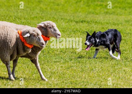 Border Collie élevant des moutons aux essais du Meeker Classic Sheepdog Championship ; Meeker ; Colorado ; États-Unis Banque D'Images