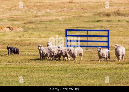 Border Collie élevant des moutons aux essais du Meeker Classic Sheepdog Championship ; Meeker ; Colorado ; États-Unis Banque D'Images