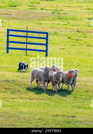 Border Collie élevant des moutons aux essais du Meeker Classic Sheepdog Championship ; Meeker ; Colorado ; États-Unis Banque D'Images