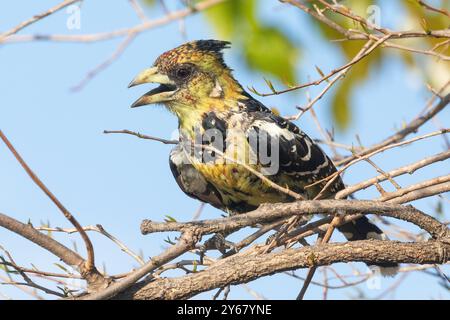 Crête Barbet (Trachyphonus vaillantii) Limpopo, Afrique du Sud perché sur la branche d'appel Banque D'Images