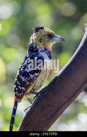 Barbet à crête (Trachyphonus vaillantii) Limpopo, Afrique du Sud vue latérale perchée sur corne d'antilope dans un bois à feuilles larges Banque D'Images