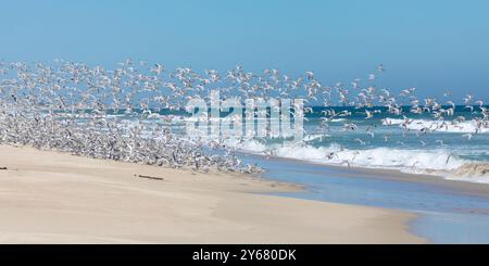 Troupeau mixte de sternes communes (Sterna hirundo) et de sternes Swift (Thalasseus bergii) prenant le vol d'un coq sur la plage, côte ouest, Afrique du Sud Banque D'Images