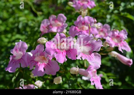 Fleur de trompette rose, Bignonia rosado, également connue sous le nom de Podranea ricasoliana. Fleurs et bourgeons sur la vigne dans un jardin méditerranéen Banque D'Images