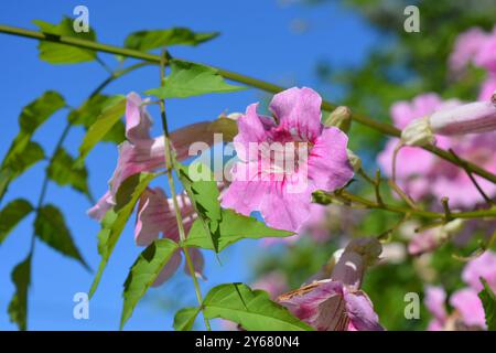 Fleur de trompette rose, Bignonia rosado, également connue sous le nom de Podranea ricasoliana. Fleurs et bourgeons sur la vigne contre ciel bleu dans un jardin méditerranéen Banque D'Images