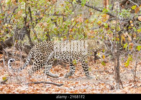 Chasse au léopard africain camouflé (Panthera pardus) dans la forêt de Mopane, parc national Kruger, Afrique du Sud Banque D'Images