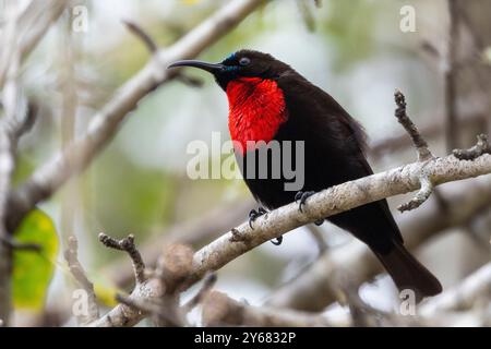 Sunbird à poitrine écarlate ou Sunbird à torse écarlate mâle (Chalcomitra senegalensis) Limpopo, Afrique du Sud Banque D'Images
