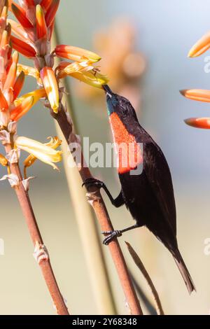 Sunbird à poitrine écarlate ou Sunbird à torse écarlate mâle (Chalcomitra senegalensis) Limpopo, Afrique du Sud Banque D'Images