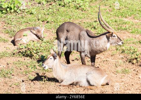 Groupe familial de buck commun (Kobus ellipsiprymnus) avec veau nouveau-né, parc national Kruger, Afrique du Sud Banque D'Images