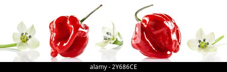 Rouge Savina habanero poivre et fleurs habanero isolés sur fond blanc Banque D'Images