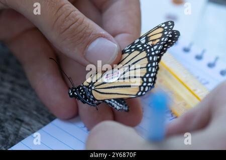 Gros plan du papillon monarque (Danaus plexippus) en cours d'évaluation et de marquage à Cape May New Jeresey Banque D'Images