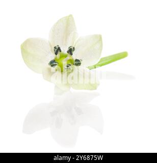 Fleur de poivron rouge chaud Habanero isolée sur fond blanc. masque Banque D'Images