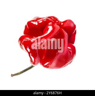 Scotch bonnet (également connu sous le nom de poivrons Bonney, ou poivrons rouges des Caraïbes) est une variété de piments piments ayant un indice de chaleur de 100 000 à 350 000 Scoville Uni Banque D'Images