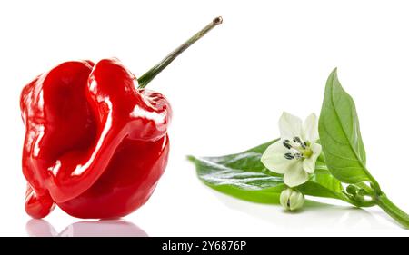 Rouge Savina habanero poivre et fleur isolé sur fond blanc Banque D'Images