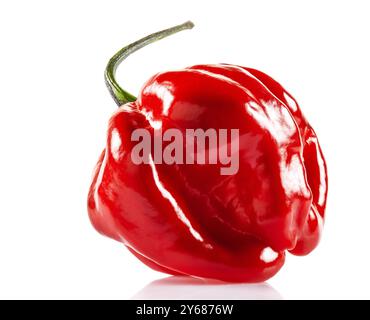 Poivre rouge Savina habanero isolé sur fond blanc Banque D'Images