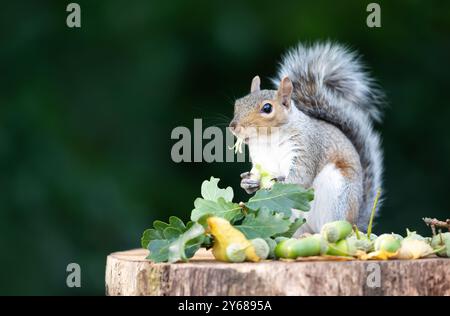 Portrait d'un écureuil gris mangeant du gland sur une souche d'arbre en automne, Royaume-Uni. Banque D'Images