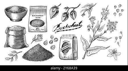 Collecte de sarrasin. Gruaux de sarrasin gravés et dessinés à la main. Illustration vectorielle de jeu d'icône de contour de récoltes de céréales d'herbe. Encre et clipart Illustration de Vecteur