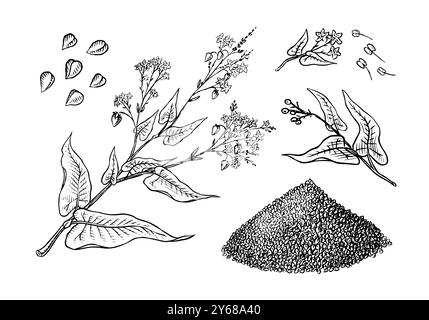 Collecte de sarrasin. Gruaux de sarrasin gravés et dessinés à la main. Illustration vectorielle de jeu d'icône de contour de récoltes de céréales d'herbe. Encre et clipart Illustration de Vecteur