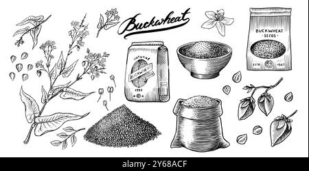 Collecte de sarrasin. Gruaux de sarrasin gravés et dessinés à la main. Illustration vectorielle de jeu d'icône de contour de récoltes de céréales d'herbe. Encre et clipart Illustration de Vecteur