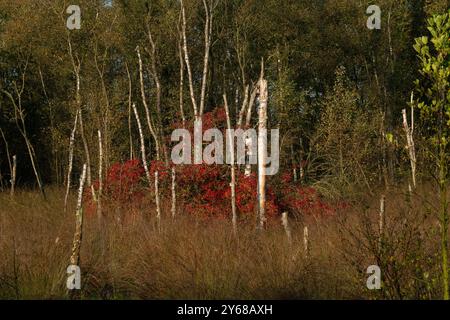 Cerise noire aux couleurs de l'automne, rouge frappant, entre des troncs blancs de bouleaux qui sont morts en raison de l'engorgement de l'environnement Banque D'Images