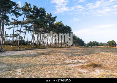 Gellen im Süden der Insel Hiddensee in Mecklenburg-Pommern, AMT West-Rügen, Kiefer, Dünenlandschaft Landzunge Gellen *** Gellen dans le sud de l'île de Hiddensee in Mecklenburg-Pommern, AMT West Rügen, pin, paysage de dunes, pointe de Gellen 20240921-DSC 6809 Banque D'Images