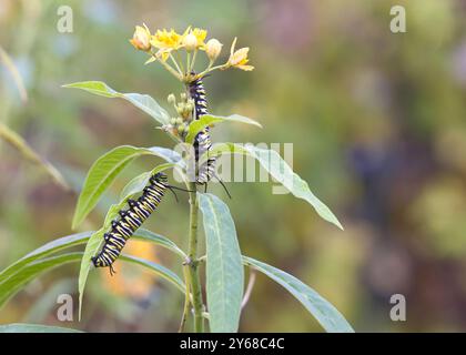 Deux chenilles de papillons monarques sur des fleurs d'aspersion avec les feuilles vertes, infestées de pucerons Banque D'Images