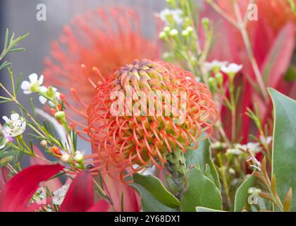 Pin cushion jaune fleur protea, Close up avec des feuilles et autres fleurs en arrière-plan. Proteas sont actuellement cultivées dans plus de 20 pays. La Pro Banque D'Images