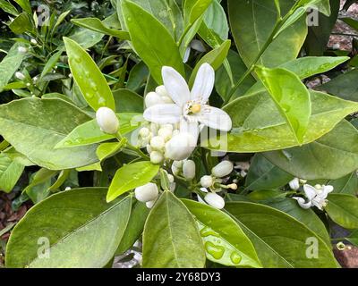 Orange, Citrus sinensis, ist eine Frucht droits die auch als schnittholz Duftgeber verwendet wird. Orange, Citrus sinensis, est un fruit exotique qui Banque D'Images