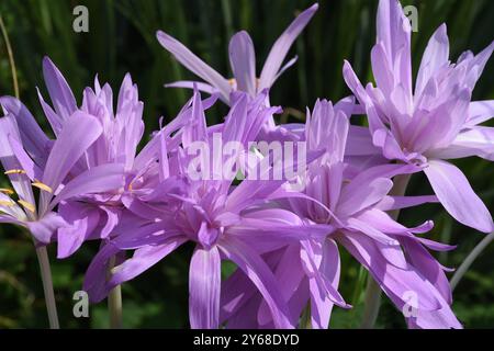 Herbstzeitlose, Colchicum, chapeau d'Autumnale rosa Blueten. Sie ist eine Giftpflanze und eine wichtige Heilpflanze. Crocus d'automne, Colchicum, Autumnale a Banque D'Images