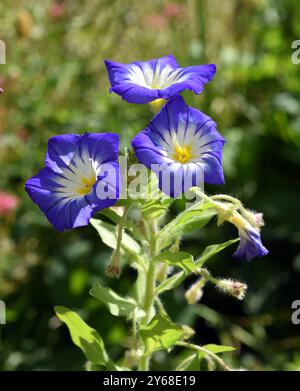 Dreifarbige Prunkwande, Ipomoea purpurea, tricolore, ist eine schoene anzuhende Kletterpflanze. Tricolor Morning Glory, Ipomoea purpurea, tricolor, est Banque D'Images