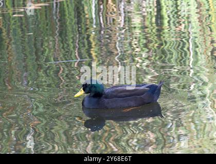 Canard de canard hybride appelé canard de parc nageant dans l'eau calme et sombre de l'étang Banque D'Images