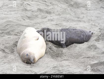 Gros plan de maman et bébé éléphants de mer traînés sur une plage du nord de la Californie. Piedras Blancas Rookery. Chiot allongé à côté de la mère allaitante Banque D'Images