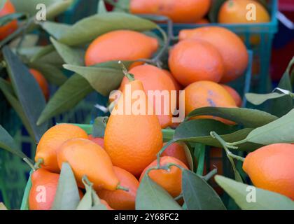 Gros plan sur les kumquats fraîchement cueillis avec des feuilles, empilés pour la vente au marché agricole. Banque D'Images