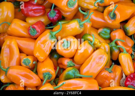 Gros plan sur un tas de poivrons mûrs fraîchement cueillis de la ferme. Petites variétés orange et rouge. En vente au marché des agriculteurs. Banque D'Images