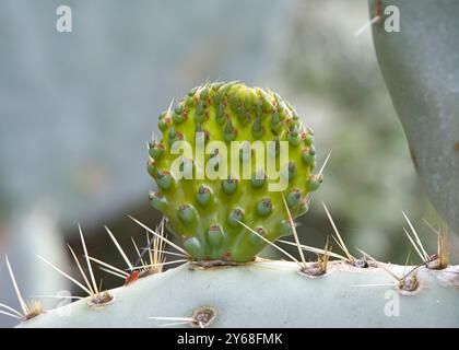 Gros plan d'un cactus de Prickly Pear poussant de nouvelles plantations, couvertes de fourmis. Banque D'Images